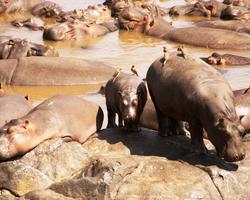 Kombireise: exklusives Hotel mit Masai Mara Safari - Diani Beach Safaris