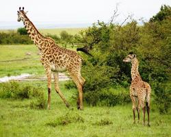 Tolle Kenia-Reise mit Flugsafari Masai Mara Pur - 4 Tage/3 Nächte Safari Masai Mara Pur