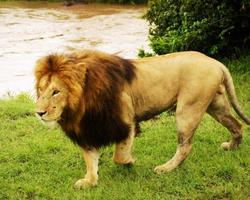 Baden im Travellers Club Kenia inkl. Flugsafari - Kenia Reisen Safaris