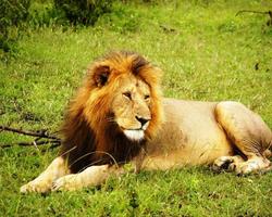 Tolle Kenia-Reise mit Flugsafari Masai Mara Pur