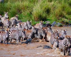 Leisure Lodge & Abenteuer-Kombisafari Big Five