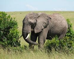 3 Tage Masai Mara Safari im Mara Safari Club