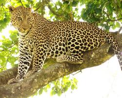 Diani Beach & Kenia Wochensafari Out of Africa