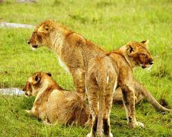 Kenia-Urlaub in den Diani Cottages mit Safari