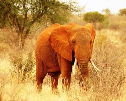 Stilvolles Hotel in Kenia mit Flug-und-Jeep-Safari