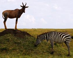 Kenia: Baden inkl. Safari bis zum Lake Naivasha