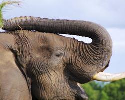Keniaurlaub mit Masai Mara Pur Safari und Baden - ****Neptune Paradise Beach Resort