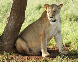 Insel Hotel mit Salt Lick Lodge Safari - 3 Tage/2 Nächte Salt Lick und Sentrim Tsavo Ost Jeep Safari