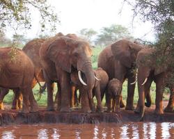 2-Wochen-Kombi mit Safari in Taita Hills und Tsavo Ost - *****Nomad Beach Resort