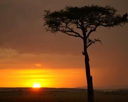 2-wöchige Badereise inkl. Jeep Safari in Kenia - 3 Tage/2 Nächte Salt Lick und Sentrim Tsavo Ost Jeep Safari