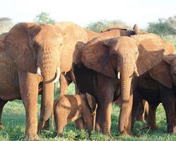 Beliebte Kenia Safari und Badeurlaub am Galu Beach - Kenia Reisen Safaris