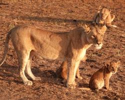 2 Wochen Diani Sea Lodge buchen inkl. Kenia Safari
