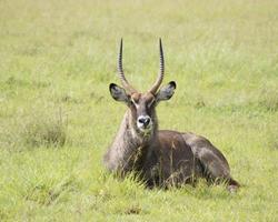 Baobab mit Salt Lick & Sentrim Tsavo Jeep Safari