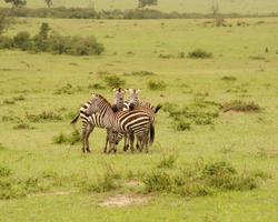 2-wöchige Badereise inkl. Jeep Safari in Kenia - ****Papillon Lagoon Reef