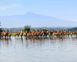 Tolle Kenia Familien Safari Reise für Jung und Alt