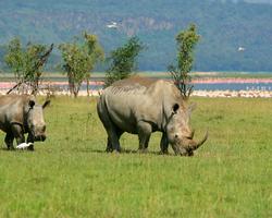 Flamingo Beach mit Kombisafari Big Five