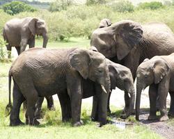 Kenia: Kilimanjaro Safari mit Hotel Pinewood Beach