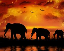 Kenia-Reise-Kombination: Compact Safari und Baden