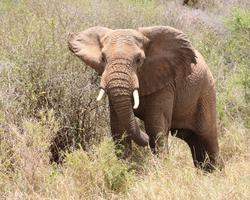 2 Wochen Kenia mit Baden und Tsavo Ost Safari