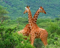 Kenia mit Safari durch Shaba, Lake Nakuru und Masai Mara - Diani Beach Safaris