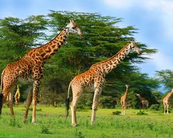 Exklusives Hotel mit Safari in Kenia