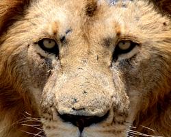 Kenia-Traumhotel inklusive Kilimanjaro Jeep Safari - 3 Tage/2 Nächte Kilimanjaro Safari