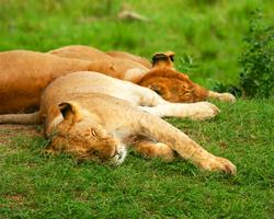 Badeurlaub mit Safari bis Samburu, Shaba etc. - 8 Tage/7 Nächte Big Five Safari