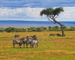 2 Wochen Urlaub mit Baden am Shanzu Beach + Safari - 3 Tage/2 Nächte Kilimanjaro Safari