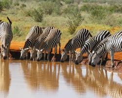 Baden in Kenia im Luxushotel und Tsavo Ost Safari - 2 Tage/1 Nacht Ashnil Aruba Safari