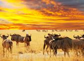 Beliebte Kenia Safari und Badeurlaub am Galu Beach