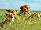 2 Wochen Kenia inkl. 7 Tage Out of Africa Safari