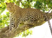 Diani Beach & Kenia Wochensafari Out of Africa