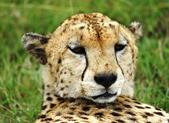 Keniaurlaub mit Masai Mara Pur Safari und Baden