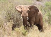 2-wöchiger Badeurlaub inkl. Masai Mara Flugsafari